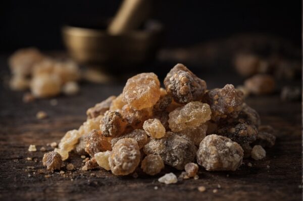 Boswellia serrata – Natur